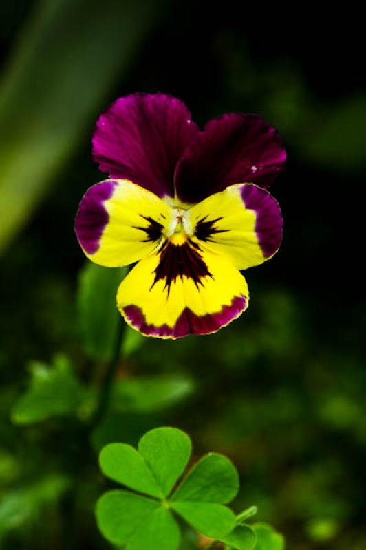 Viola Ã— wittrockiana