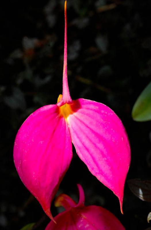 Masdevallia Rose Mary