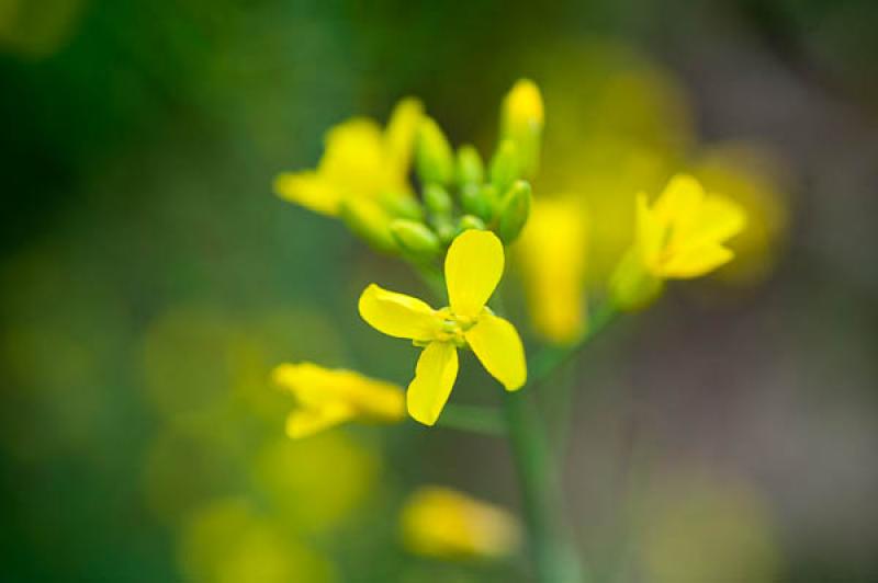 Brassicaceae