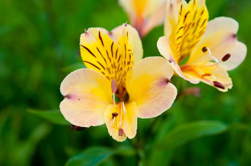 Alstroemeria