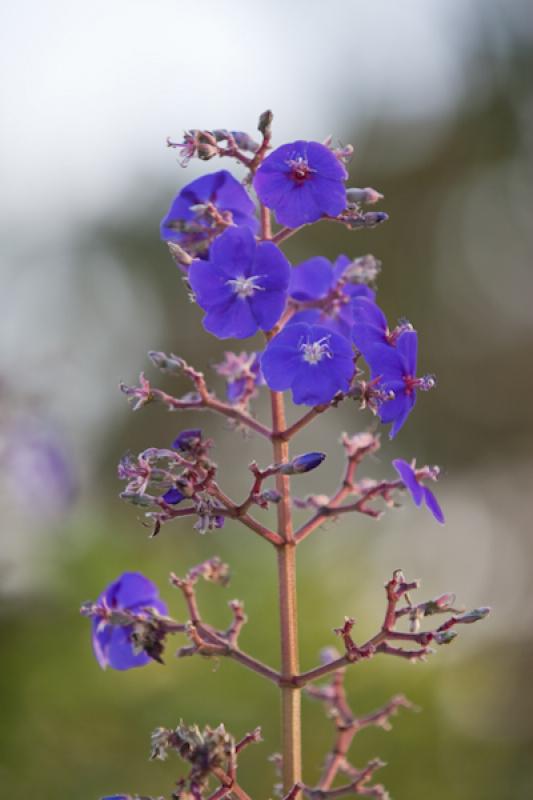 Tibouchina granulosa