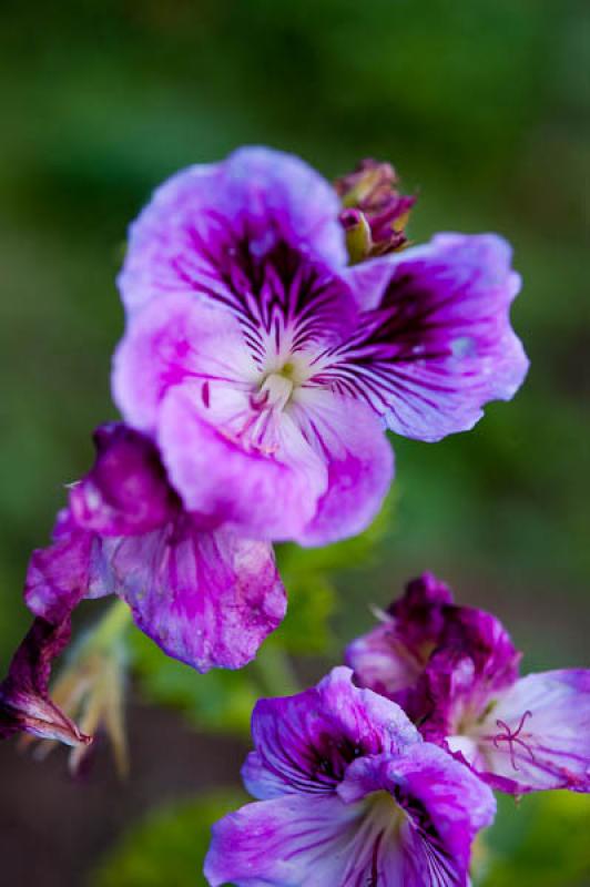 Viola odorata