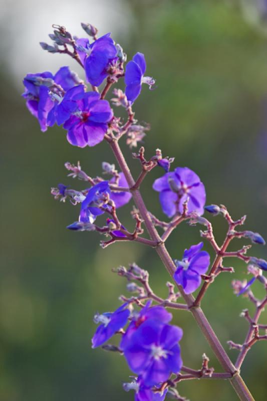 Tibouchina granulosa