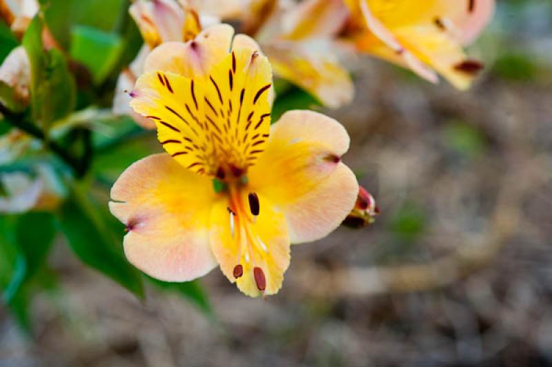 Alstroemeria