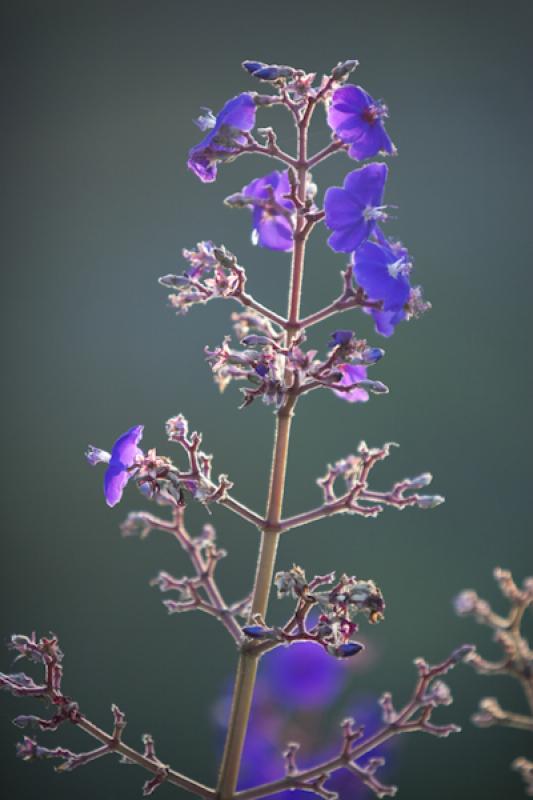 Tibouchina granulosa