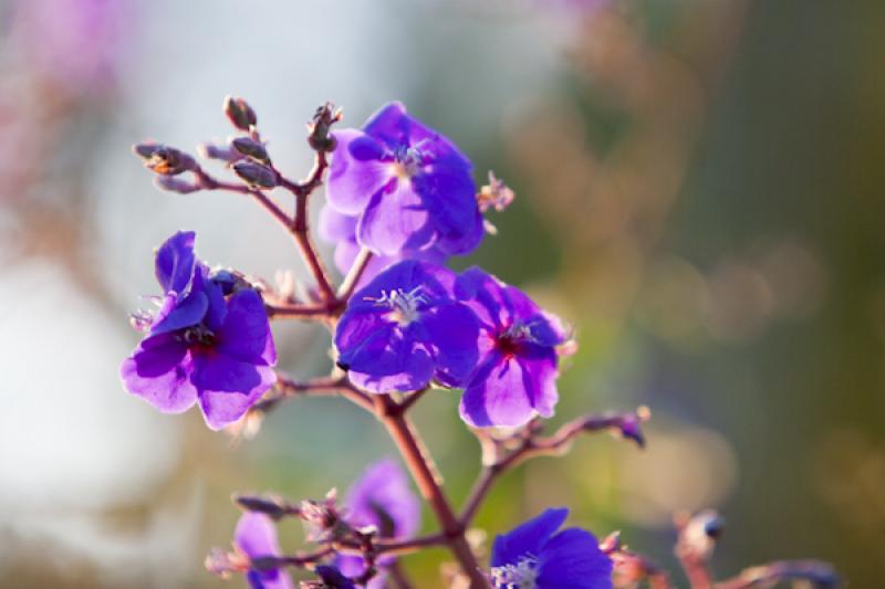 Tibouchina granulosa