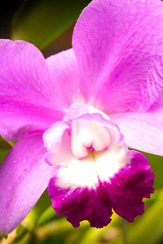 Phalaenopsis equestris