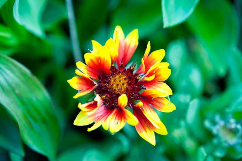 Gaillardia