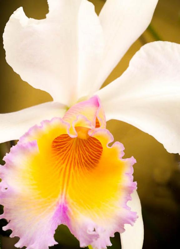 Cattleya lueddemanniana