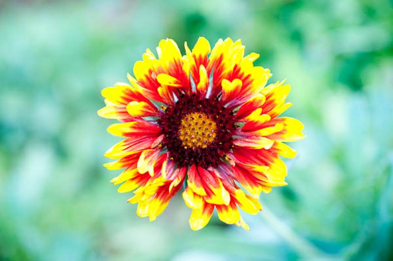 Gaillardia