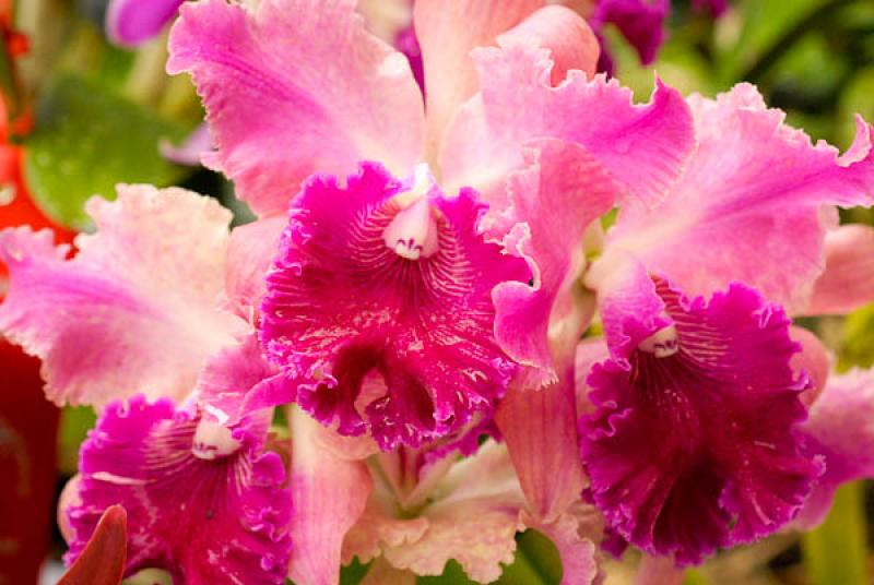 Cattleya Ariel Susan