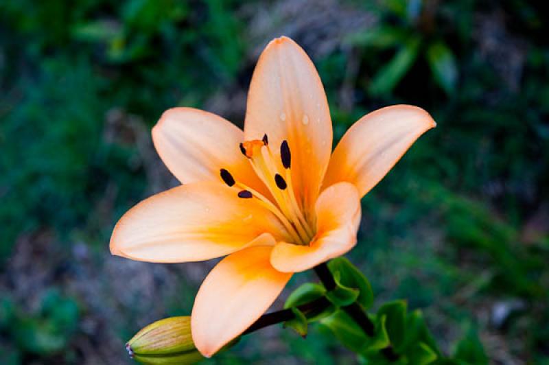 Liliaceae