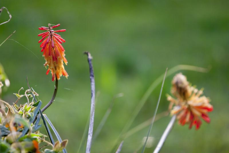 Kniphofia uvaria