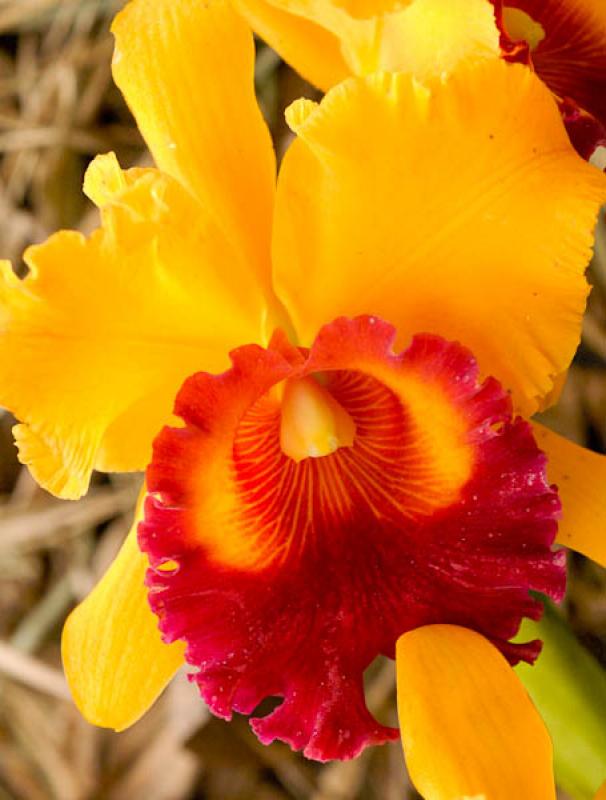 Xlaeliocattleya Tango