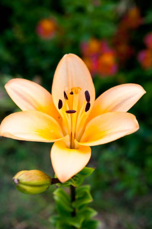 Liliaceae