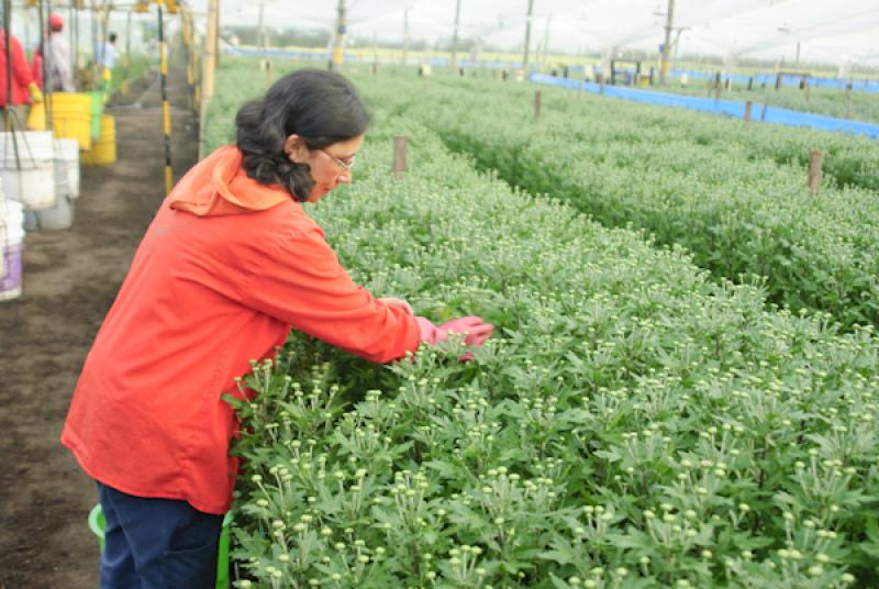 Mujer Trabajando en el Campo, Oriente AntioqueÃ±...