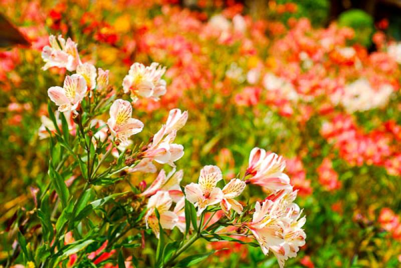 Alstroemeria