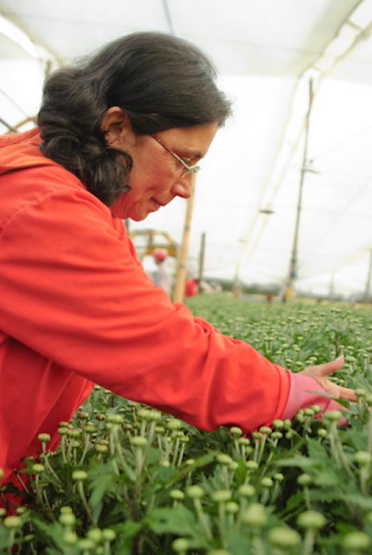 Mujer Trabajando en el Campo, Oriente AntioqueÃ±...