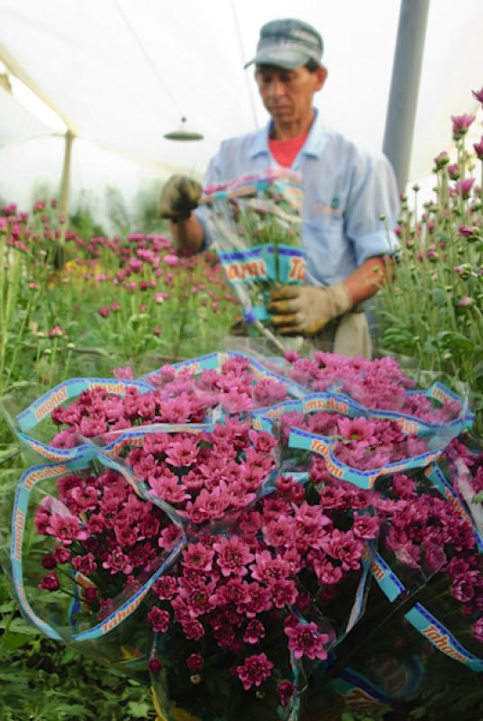 Hombre Recolectando Flores, Oriente AntioqueÃ±o,...