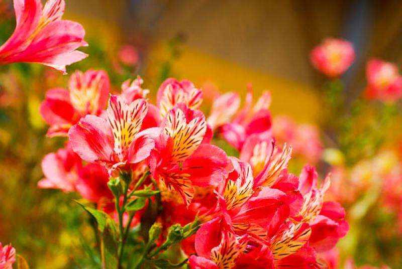 Alstroemeria