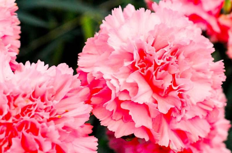 Dianthus caryophyllus