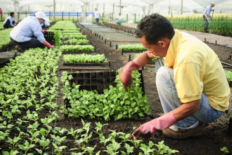 Hombre Sembrando Plantas, Oriente AntioqueÃ±o, A...