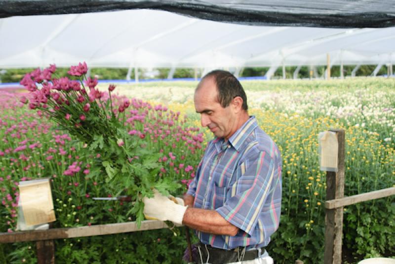 Hombre Recolectando Flores, Oriente AntioqueÃ±o,...