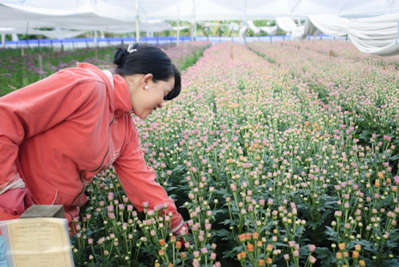 Mujer Recolectando Flores, Oriente AntioqueÃ±o, ...