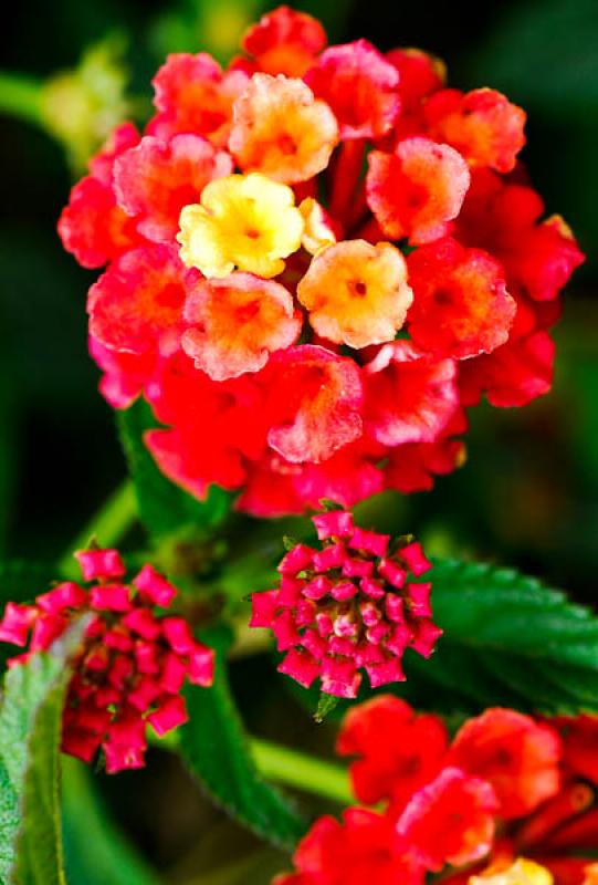 Lantana camara