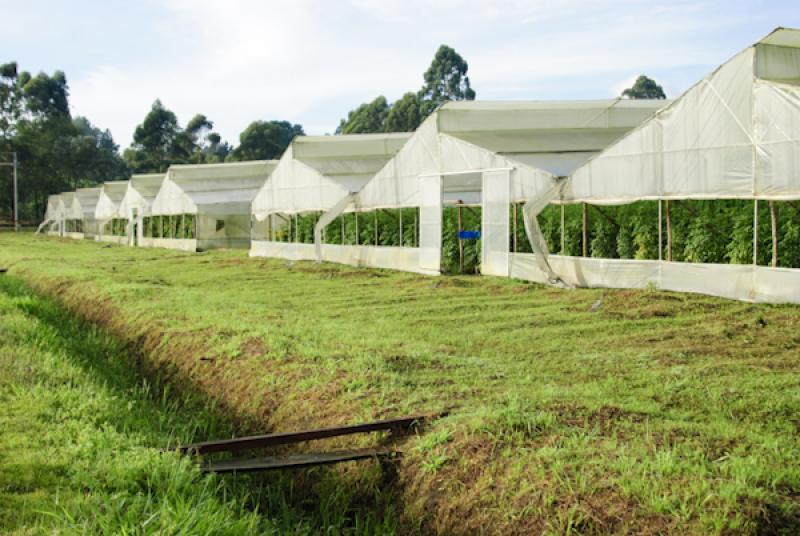 Cultivos en el Campo, Oriente AntioqueÃ±o, Antio...