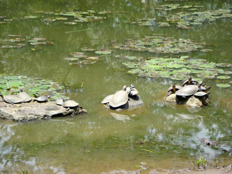 Laguna Francisco Jose de Caldas, Jardin Botanico d...