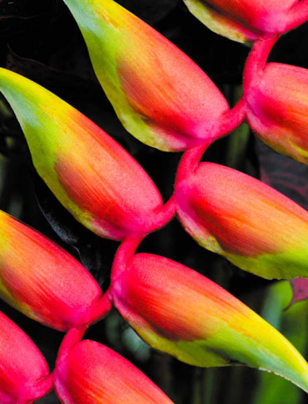 Heliconia rostrata