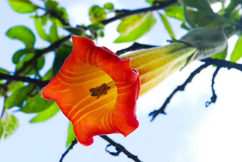 Brugmansia suaveolens