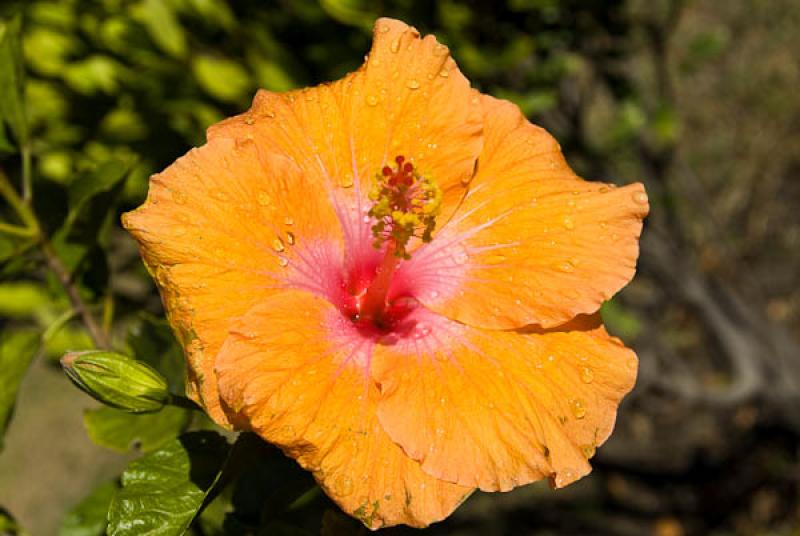 Hibiscus