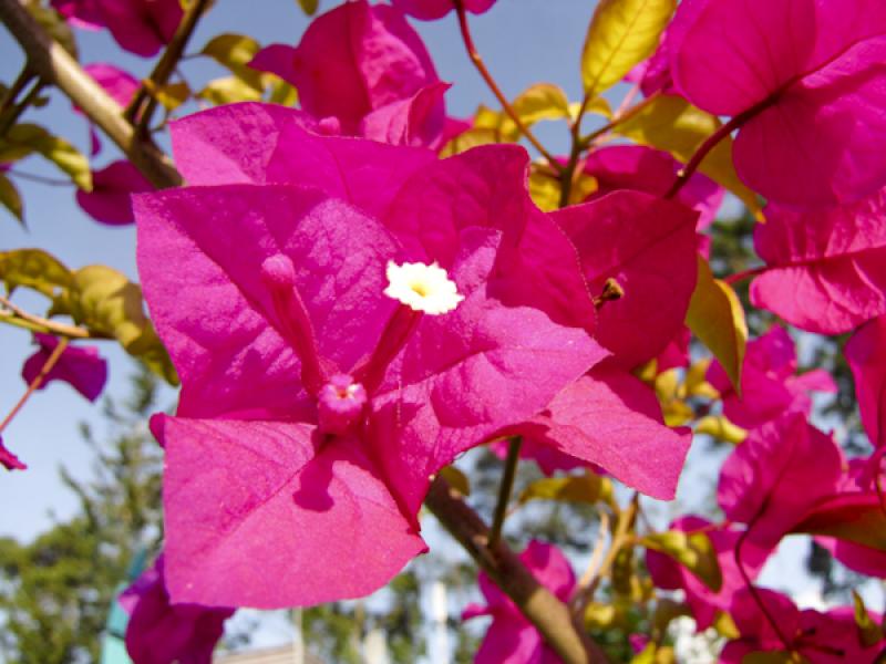 Bougainvillea Glabra