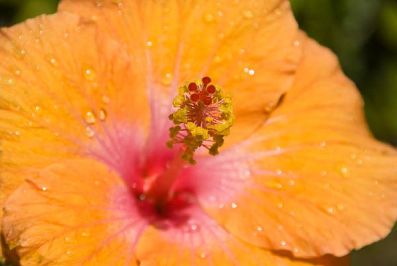 Hibiscus