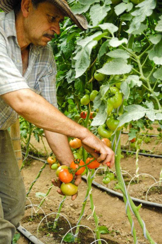 Campesino Recolectando