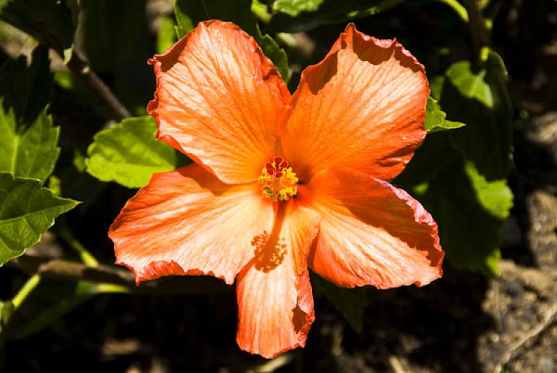 Hibiscus