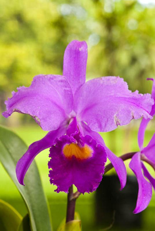 Cattleya Leviathan