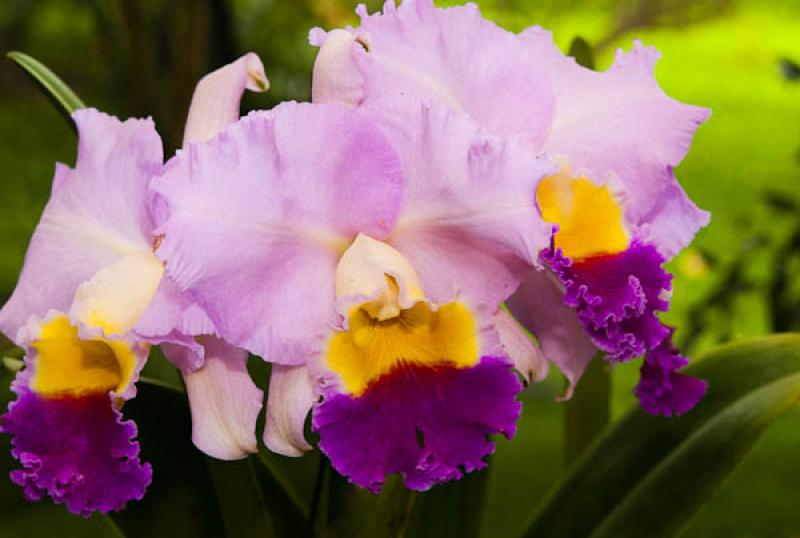 Cattleya Ariel Susan