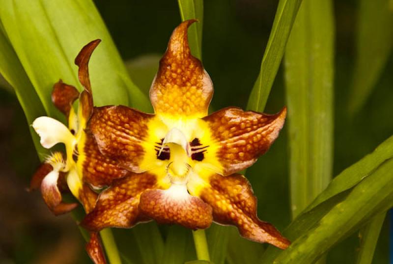 Orchidaceae