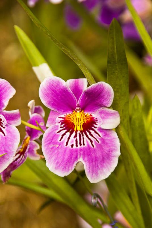 Miltonia