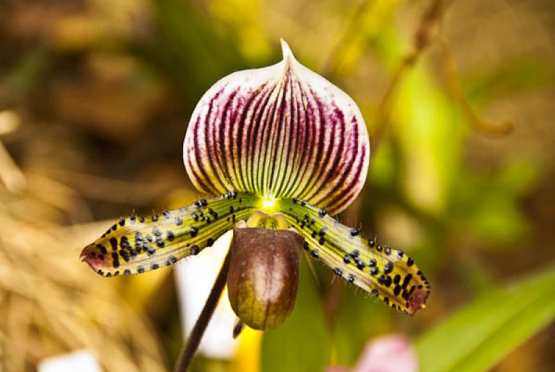 Paphiopedilum Urbaniana