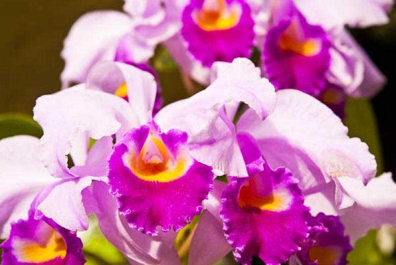 Cattleya Ariel Susan