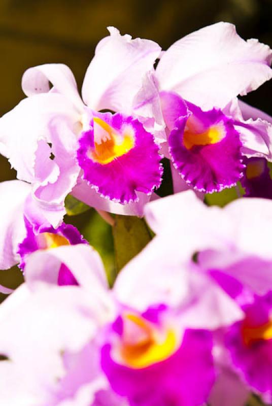 Cattleya Ariel Susan