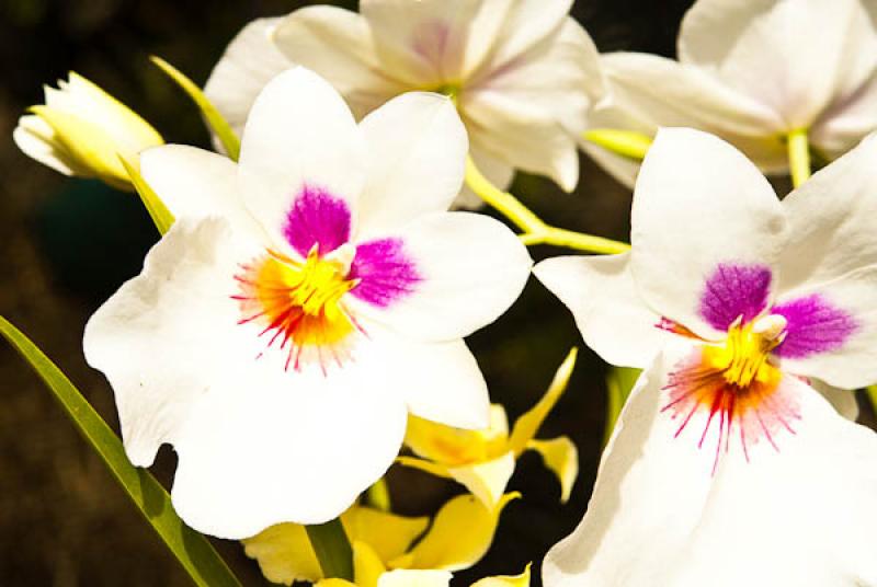 Miltonia