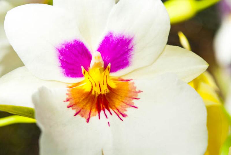 Miltonia