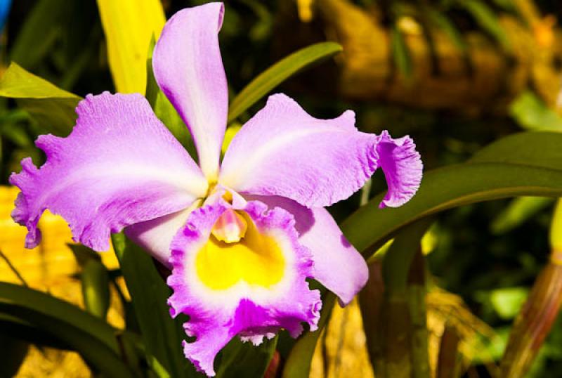 Cattleya lueddemanniana