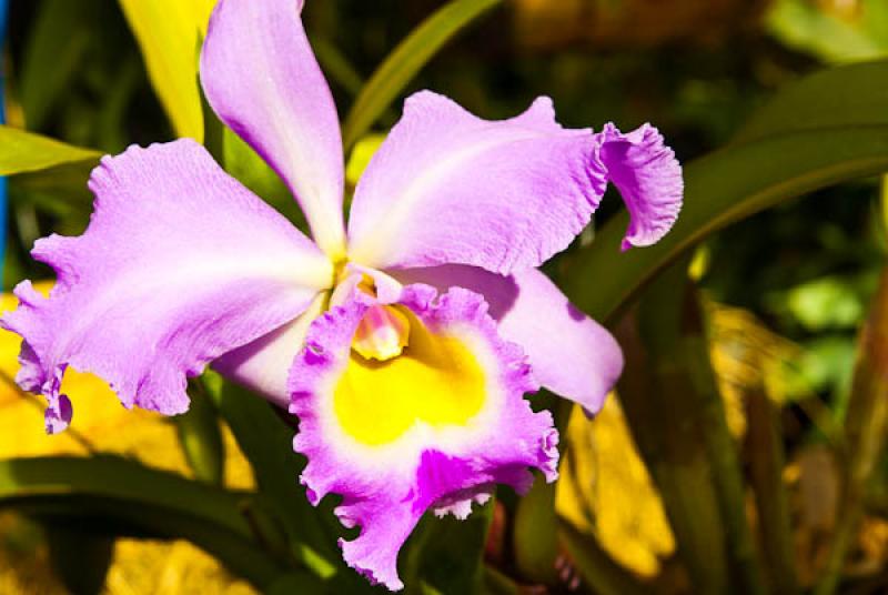 Cattleya lueddemanniana