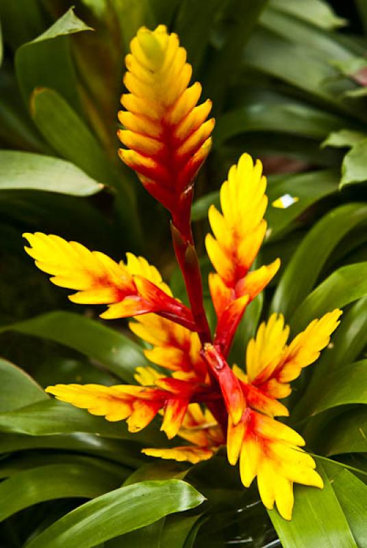 Heliconia